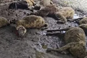 भीलवाड़ा में तेंदुए का आतंक! बाड़े में घुसकर भेड़ों पर किया हमला, 17 भेड़ों की मौत से मचा हड़कंप