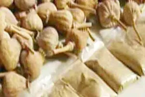 कोटपूतली-बहरोड़ में पुलिस की बड़ी कार्रवाई: दुकान से डोडा पोस्त, गांजा पीने के 207 रोल और नकदी जब्त