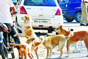 आवारा श्वानों ने  453 को बनाया शिकार, हर दिन औसतन 15 लोग हो रहे डाॅग बाइट के शिकार