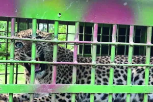 वन विभाग का रेस्क्यू अभियान सफल : सवाई माधोपुर में पकड़ा तेंदुआ, 40 से अधिक कैमरा ट्रैप से की निगरानी