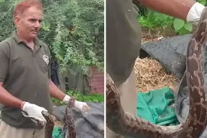 शहर के राजबाग क्षेत्र में निकला 5 फीट लंबा अजगर, वन विभाग ने किया सुरक्षित रेस्क्यू