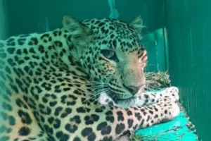 फॉरेस्ट कॉलोनी में ट्रैप केज में कैद हुआ बघेरा, आमागढ़ में छोड़ा