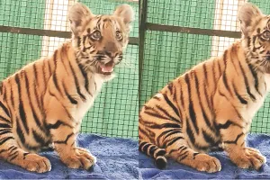 नाहरगढ़ बायोलॉजिकल पार्क : साढ़े पांच महीने की हुई मादा शावक, नियोनेटल केयर यूनिट में किया जा रहा लालन-पालन