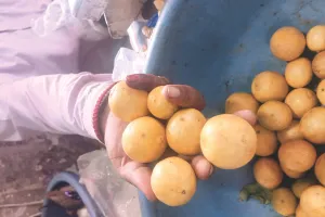 कम बारिश से फीकी पड़ी नींबू की खटास, मुहाना मंडी में भाव पहुंचे 150 रुपए प्रति किलो तक