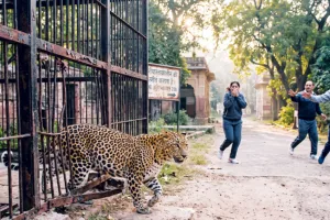 121 साल पुराने पिंजरों में रखे जा रहे रेस्क्यू जंगली जानवर