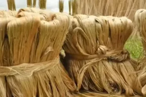 भारत दुनिया का सबसे बड़ा कच्चा जूट उत्पादक देश, 40 लाख किसान परिवारों और 3.70 लाख श्रमिकों की आजीविका जुड़ी
