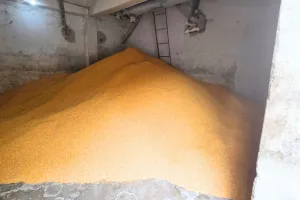 जयपुर थोक बाजार में दालों के भाव स्थिर, चना-मटर दाल में तेजी