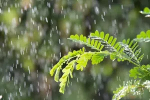 Weather Update : चक्रवात अर्नब का राजस्थान में दिखेगा असर, 30 अक्टूबर को 22 जिलों में बारिश का अलर्ट