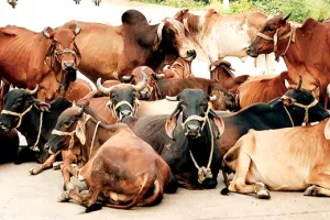 असर खबर का : कोटा में पशु चिकित्सकों के 15 नए पदों पर नियुक्ति, उपचार व्यवस्था में सुधार की जगी उम्मीद