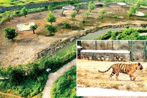 सीजेडए की आपत्ति में अटकी कोटा में टाइगर जोड़े की एंट्री