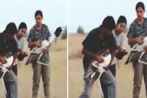 रेगिस्तान के आसमान में उड़ान : ब्रीडिंग सेंटर के दो गोडावण पहली बार जंगल में छोड़े, आंखों पर काली पट्टी बांधकर लाया गया रिलीज साइट तक