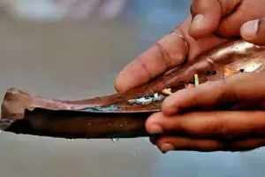 तिल-जल से तर्पण भी श्राद्ध का विकल्प, गाय को चारा खिलाने का भी विधान