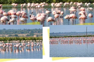 सांभर झील में लौटने लगे फ्लेमिंगो, गुलाबी परिंदों से गुलजार होगी नमक नगरी