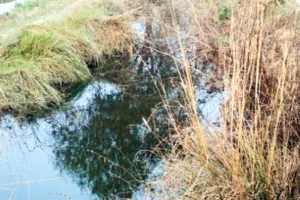 बूढ़ी वितरिकाओं का गला घोंट रहे झाड़-झंखाड़