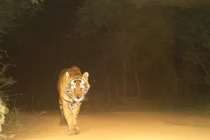 रणथम्भौर में बाघ T-108 की स्थिति में सुधार, वन विभाग की टीम लगातार कर रही निगरानी