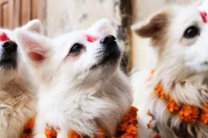 नेपाल में दिवाली पर क्यों होती है कुत्तों की पूजा? कुकुर तिहार की इस अनोखी परंपरा के बारें में जान कर चौंक जाएंगे आप