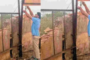 नाहरगढ़ के पड़ाव रेस्टोरेंट में लेपर्ड दिखने के बाद सुरक्षा बढ़ाई, दीवार के पास लगाई जाली