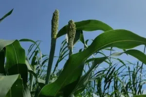 लैब से जमीन तक: नई साझेदारियों से विज्ञान, खेती, शिक्षा और छोटे कारोबारों में एआई के जरिए भारत के भविष्य को नई गति