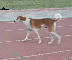 आठ करोड़ से बना सिंथेटिक ट्रैक अब धूल-धाणी ,एथलीटों के सपनों पर लग रहा विराम