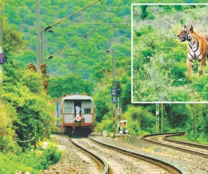 इनसाइड स्टोरी : पूरी रात रेलवे ट्रैक के पास पर बैठी रही बाघिन  कनकटी, टला ब्रोकन टेल जैसा हादसा