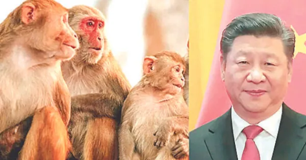 Sri Lanka, buried under China’s mountain of debt, will send one lakh macaque monkeys to Beijing