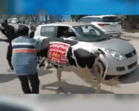 लंपी के विरोध में गाय को विधानसभा लेकर पहुंचे भाजपा विधायक, रस्सी छुड़ाकर भागी 