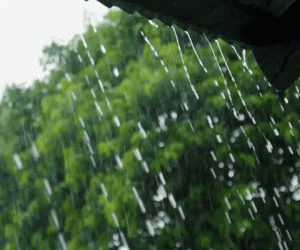 श्रीगंगानगर मेँ पिछले 48 घंटो में लगभग 300 mm बारिश
