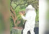 ऑस्ट्रेलिया ने महामारी को रोकने के नाम पर मार दी करोड़ों मधुमक्खियां