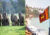 देश की हालत पतली, सरकार हर साल हाथियों पर खर्च कर रही 2800 करोड़ रुपये