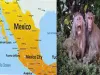मेक्सिको में मंकीपॉक्स की एंट्री, पहले मामले की पुष्टि
