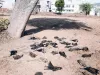 100 से अधिक चमगादड़ों की गर्मी में झुलसने से मौत 