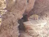 आमेर-सागर के पहाड़ की गुफा के बाहर बघेरा  