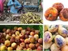 स्वास्थ्य से खिलवाड़: घटिया व मिलावटी खाद्य पदार्थ एवं सडे-गले फलों की बिक्री जारी 