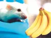 बिल्ली से नहीं केले से डरता है चूहा, अनजाने में वैज्ञानिकों ने की अजीबोगरीब खोज