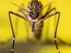 पाकिस्तान में बाढ़ के बाद डेंगू का खतरा, 9 लोगों की मौत 