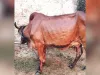 गायों पर लंपी रोग का कहर, पांच गायों ने तोड़ा दम