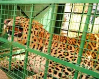 उदयपुर: 7 लोगों की जान लेने वाला आदमखोर तेंदुआ हुआ पिंजरे में कैद, 80 से ज्यादा वनकर्मी कर रहे थे तलाश