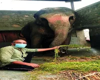 महावतों को महंगी पड़ रही है हाथियों की डाइट