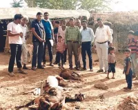 पैंथर ने बाड़े में बकरियों को किया घायल 
