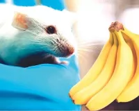 बिल्ली से नहीं केले से डरता है चूहा, अनजाने में वैज्ञानिकों ने की अजीबोगरीब खोज