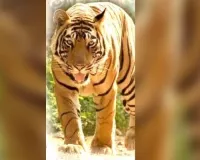  चार साल में 16 बाघ मरे, विभाग कहता लापता