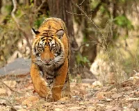 अब मुकुंदरा में जल्द सुनाई देगी बाघ टी-104 की दहाड़!