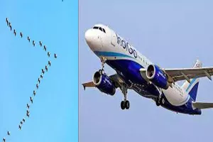 विमान से टकराया पक्षी, यात्रियों में मचा हड़कंप