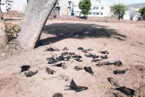 100 से अधिक चमगादड़ों की गर्मी में झुलसने से मौत 