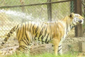 ग्वालियर के गांधी जूलोजिकल पार्क से लाया जाएगा बाघ