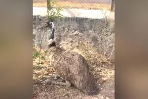 अब पर्यटकों  को बायोलॉजिकल पार्क में दिखाई देगा दुनिया का दूसरा सबसे बड़ा पक्षी ऐमू