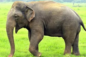 ओडिशा में हाथी के हमले में महिला को मौत, चिता से उठाकर कुचलकर फेंका