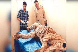 वन विभाग की लापरवाही, डेढ़ माह में 6 बाघों की मौत