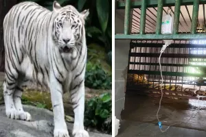 नहीं रहा चीनू: 7 दिनों से बिमार चल रहे सफ़ेद बाघ की मौत