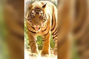  चार साल में 16 बाघ मरे, विभाग कहता लापता